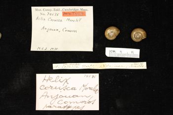 Media type: image; Malacology 74575
